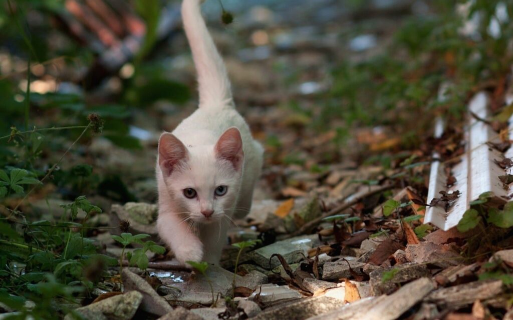 Álom a honlapon talalhato ról | Jelentés és értelmezés