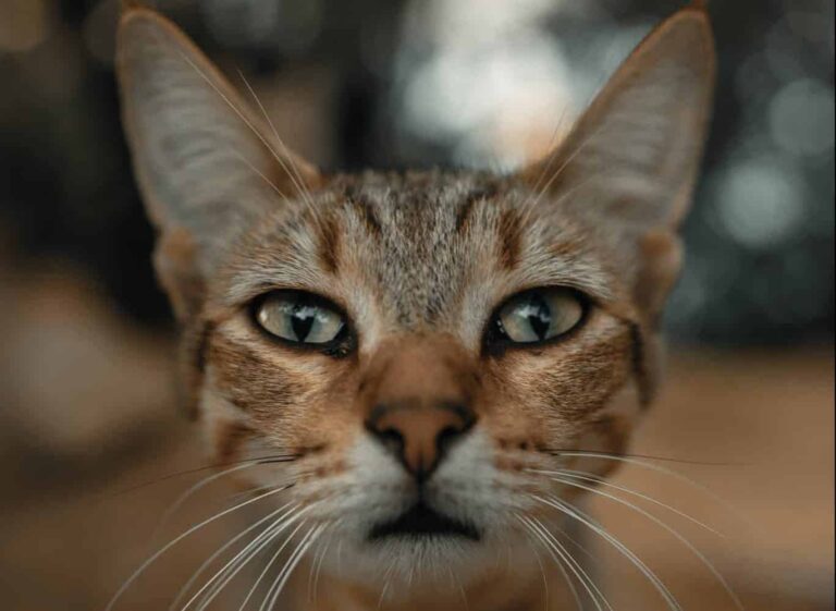 Rêver de absorbe | Signification et interprétation