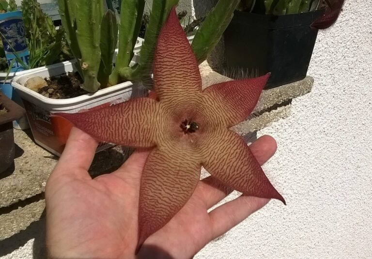 Droom over aasbloem | Betekenis en uitleg