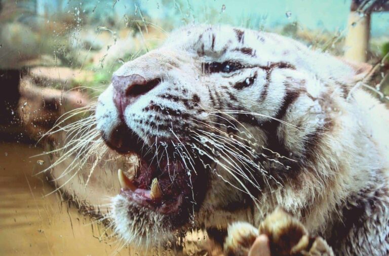 Droom over agressie | Betekenis en uitleg