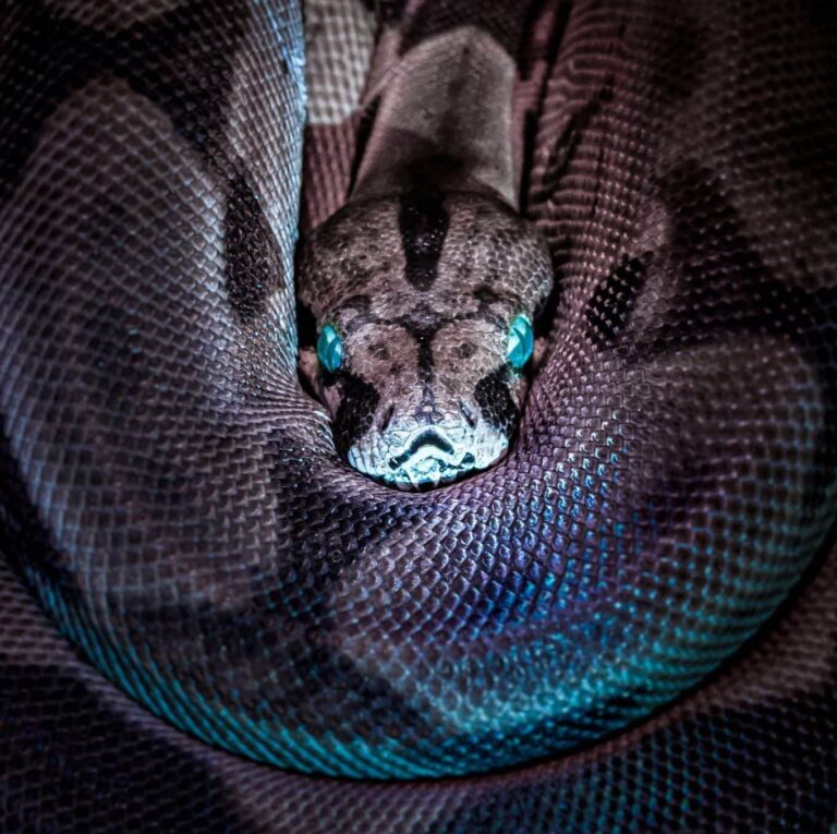 Όνειρο για anaconda | Ερμηνεία και σημασία ονείρου