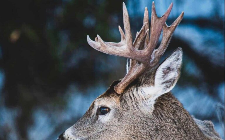 Droom over gewei | Betekenis en uitleg