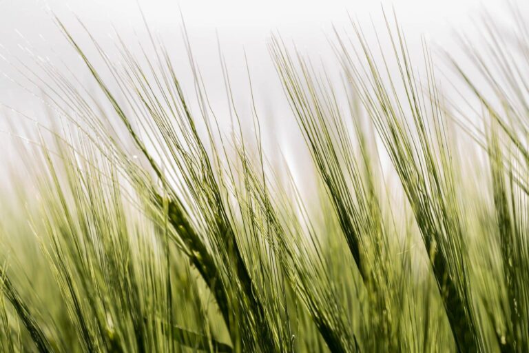 Sognare orzo | Significato e interpretazione