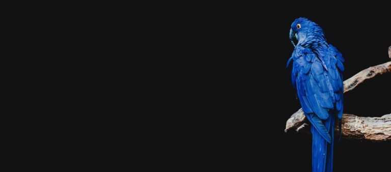 Sonhar com preto | Significado dos sonhos