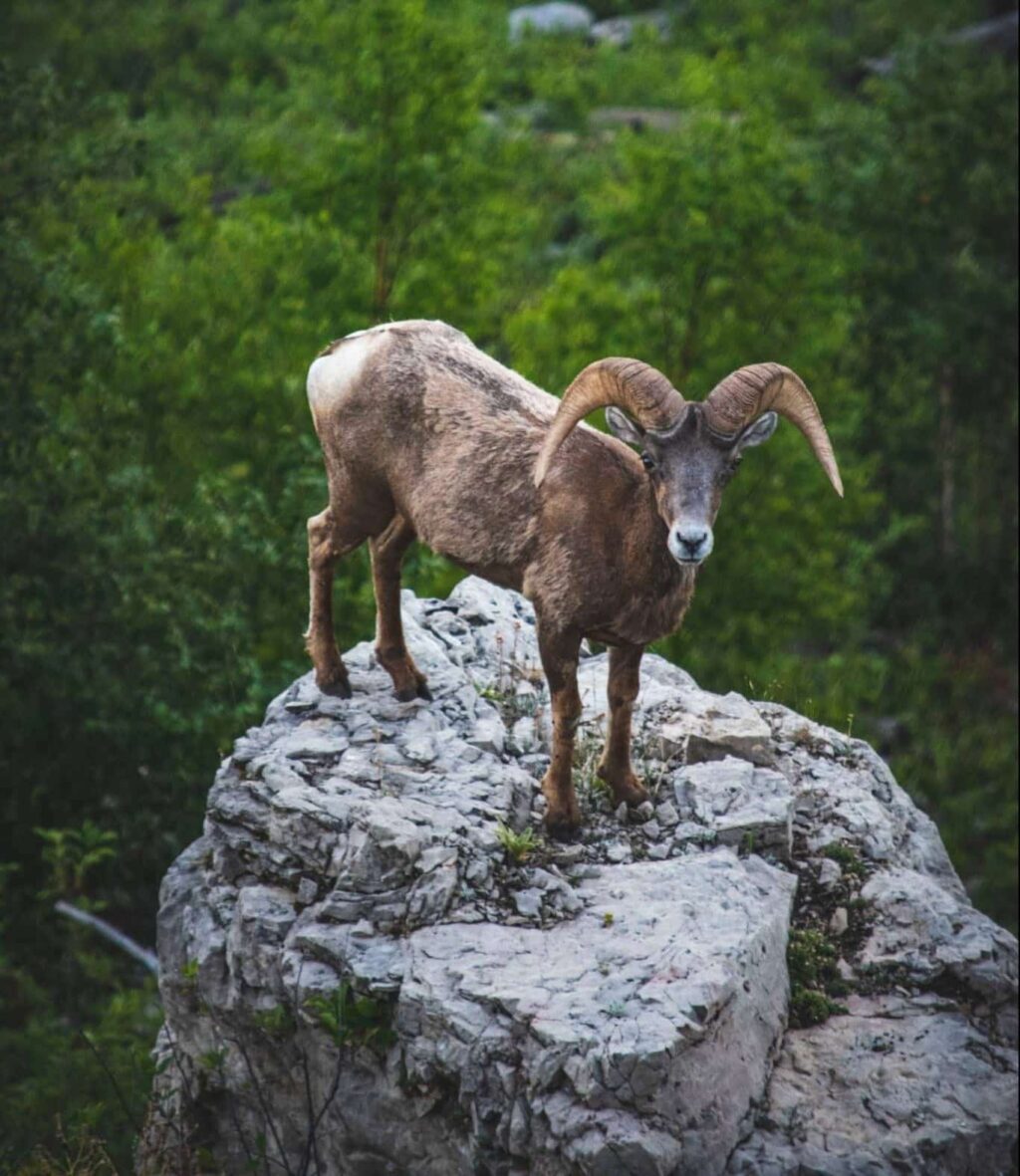 Sen o buck | Znaczenie snu