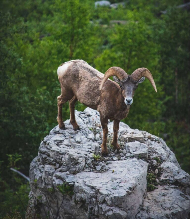 Droom over bok | Betekenis en uitleg