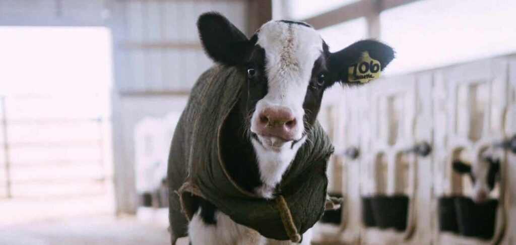 Sen o lydka | Znaczenie snu