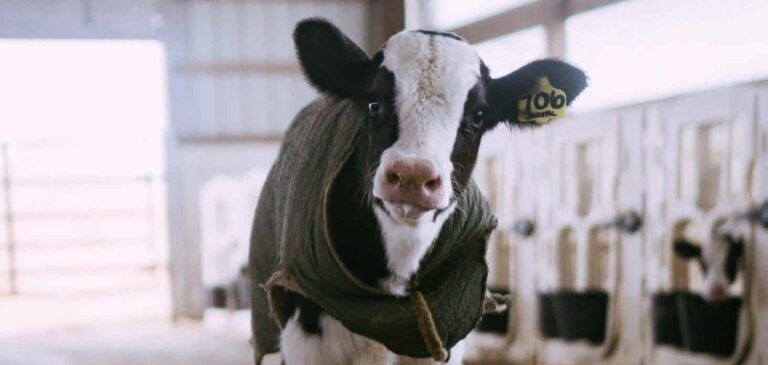 Soñar con ternera | Significado de los sueños