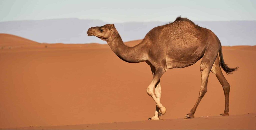 Sanje o kamela | Pomen in razlaga