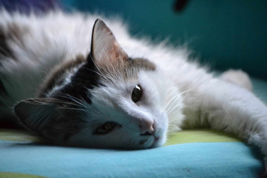 Dreams About cat | Meaning and Interpretation