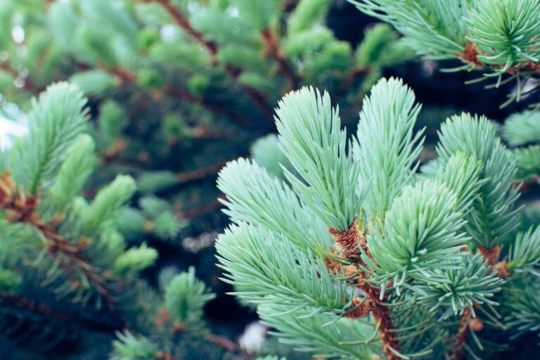 Soñar con conifera | Significado de los sueños