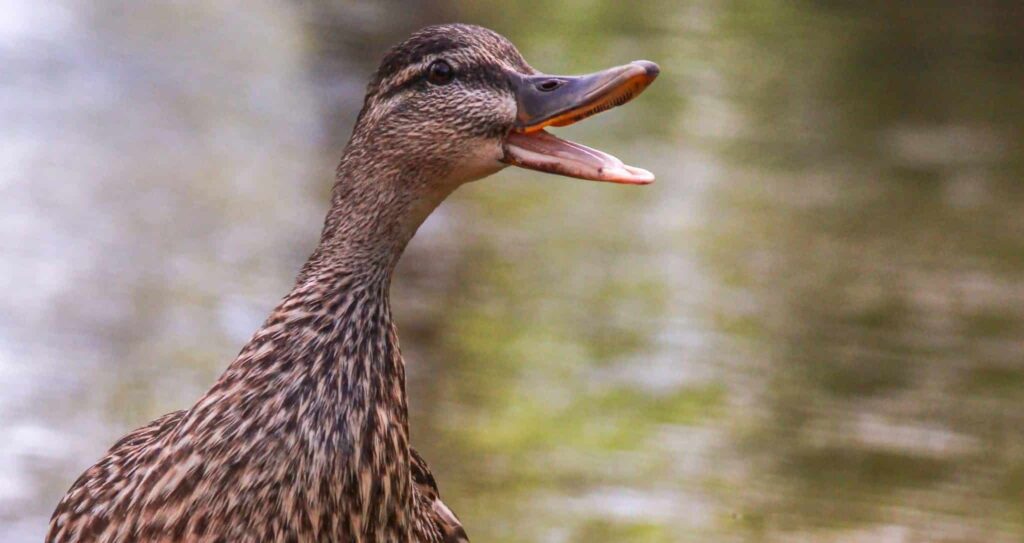 Soñar con croak | Significado de los sueños