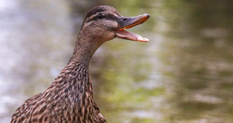 Droom over kwaken | Betekenis en uitleg