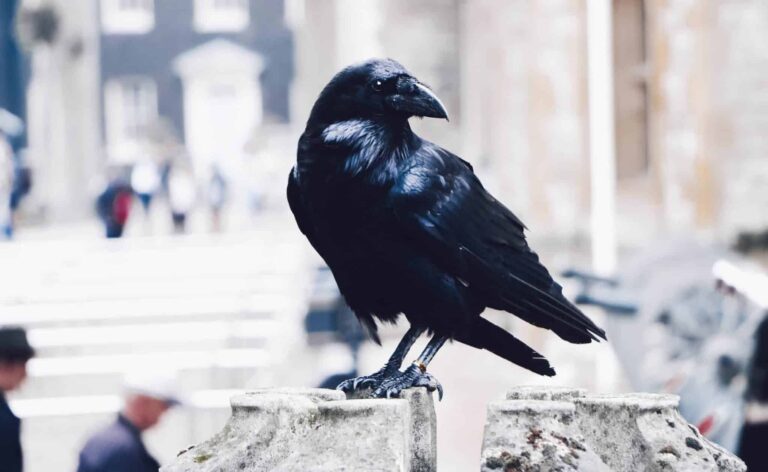 Droom over kraai | Betekenis en uitleg