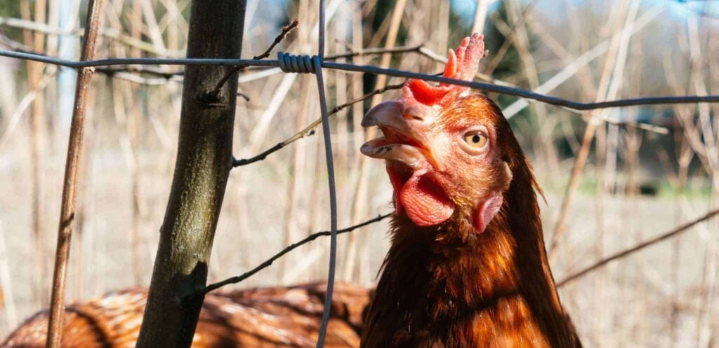 Όνειρο για κοκοράκια | Ερμηνεία και σημασία ονείρου