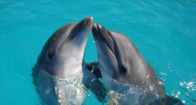 Vis despre delfinul | Semnificație și interpretare