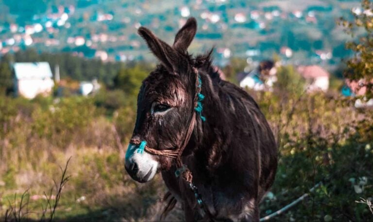 Droom over ezel | Betekenis en uitleg