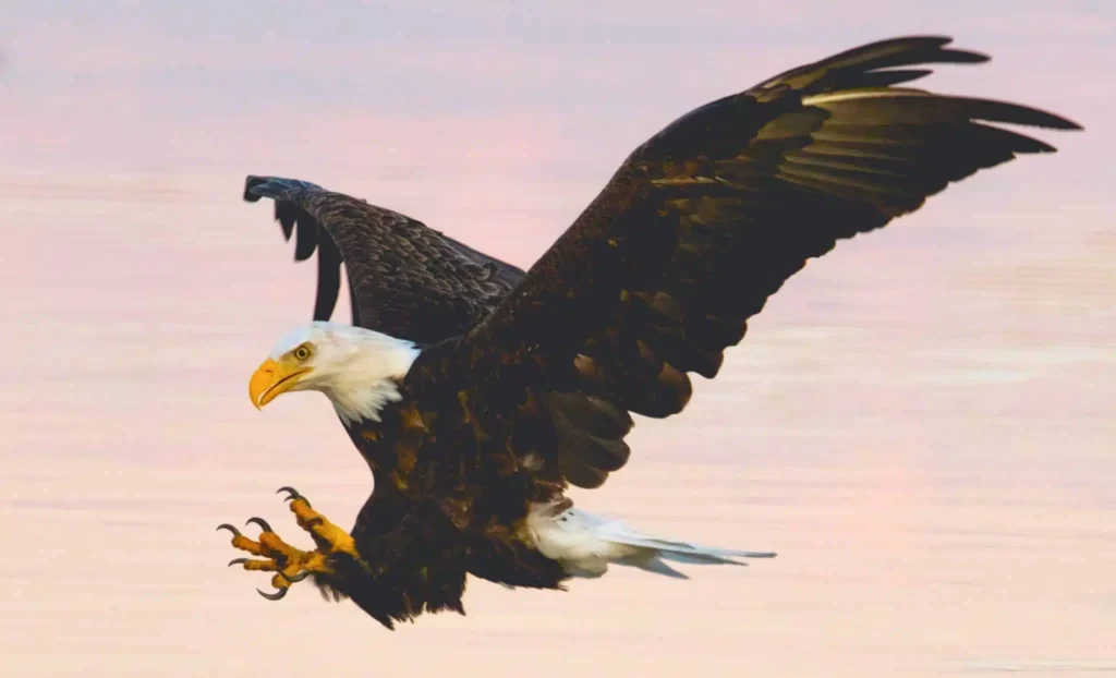 Drøm om orn | Drømmetydning og betydning