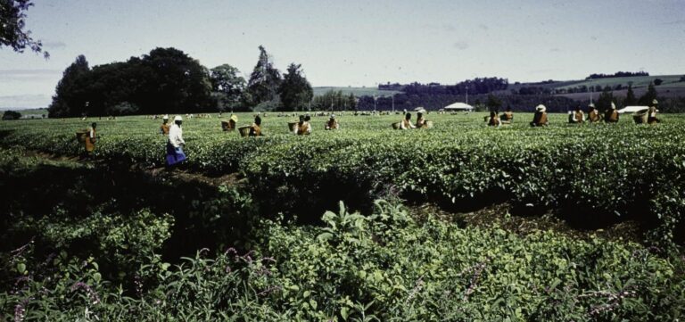 Droom over landarbeiders | Betekenis en uitleg