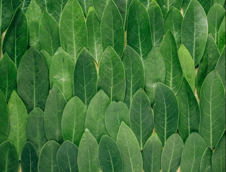 Droom over platdrukken | Betekenis en uitleg