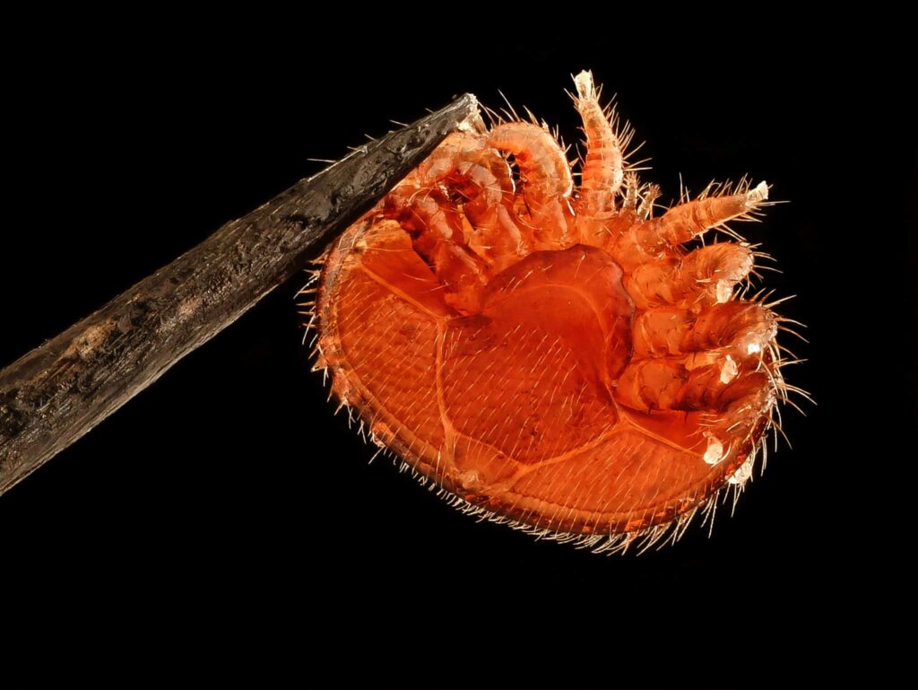 Όνειρο για ψύλλος φλέβα | Ερμηνεία και σημασία ονείρου