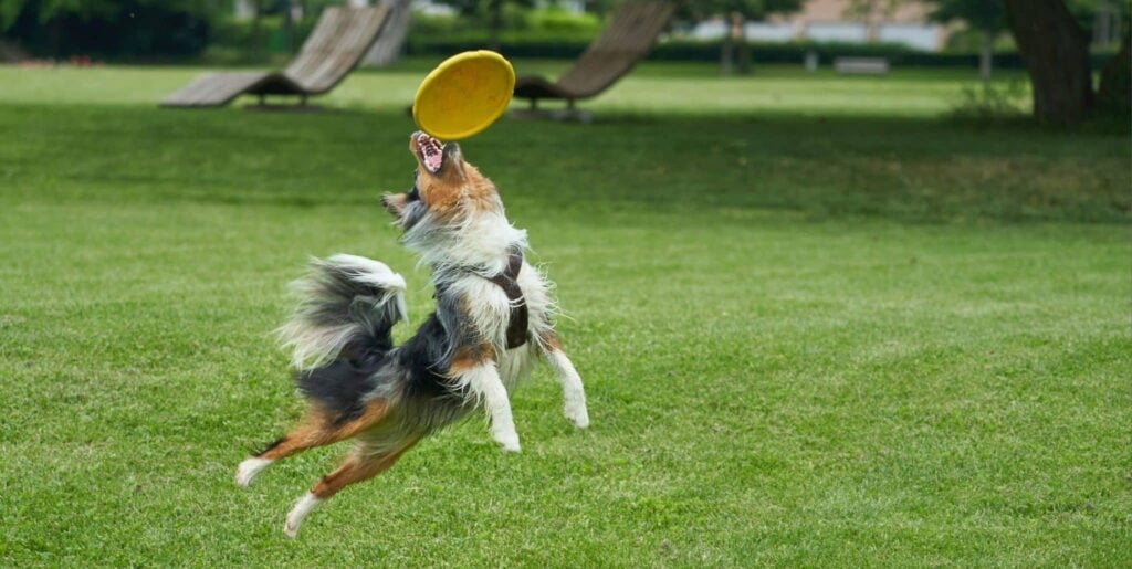 Sen o frisbee | Znaczenie snu