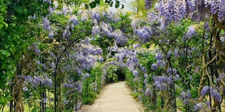 Sapnuoti apie sodas | Reikšmė ir aiškinimas