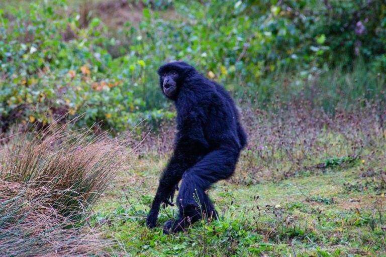 Droom over opstaan | Betekenis en uitleg