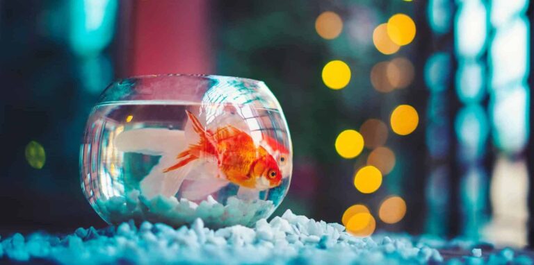 Droom over goudvis | Betekenis en uitleg