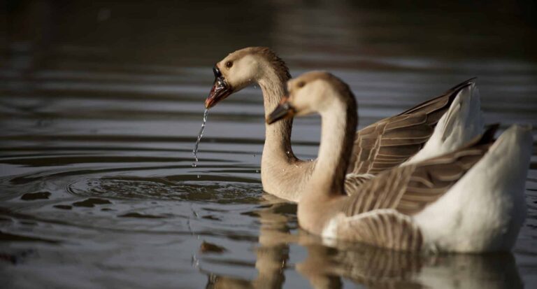 Droom over gans | Betekenis en uitleg