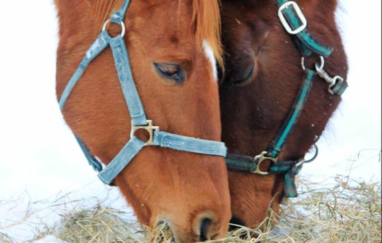 Droom over halster | Betekenis en uitleg