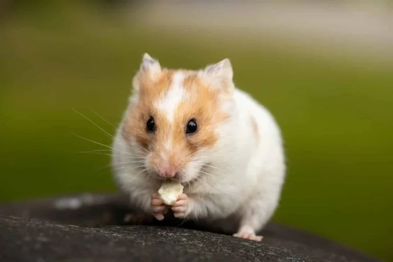 Droom over hamster | Betekenis en uitleg