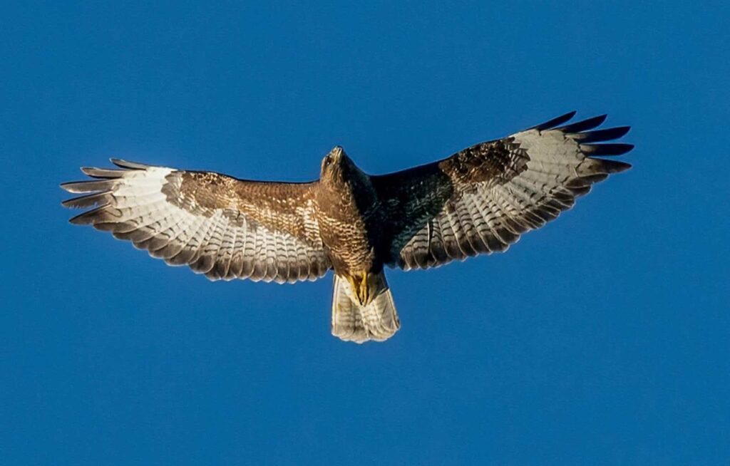 Rêver de faucon | Signification et interprétation