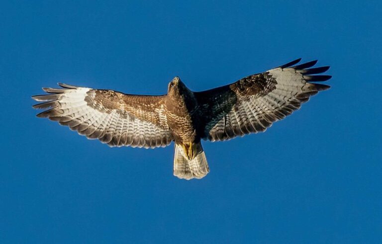Álom solyom ról | Jelentés és értelmezés