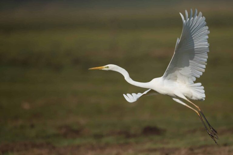 Droom over reiger | Betekenis en uitleg