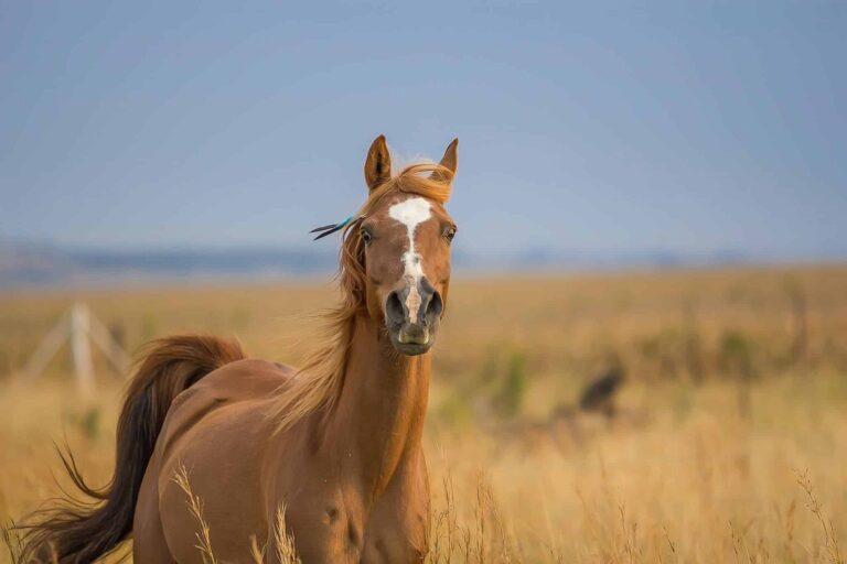 Droom over paardenhandelaar | Betekenis en uitleg