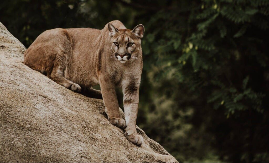 Vis despre vanatoare | Semnificație și interpretare