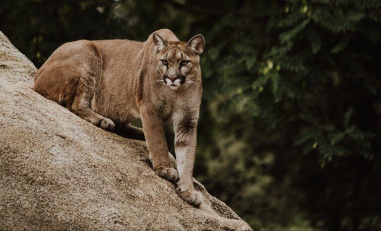 Droom over jacht of jagen | Betekenis en uitleg