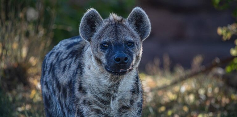 Droom over hyena | Betekenis en uitleg