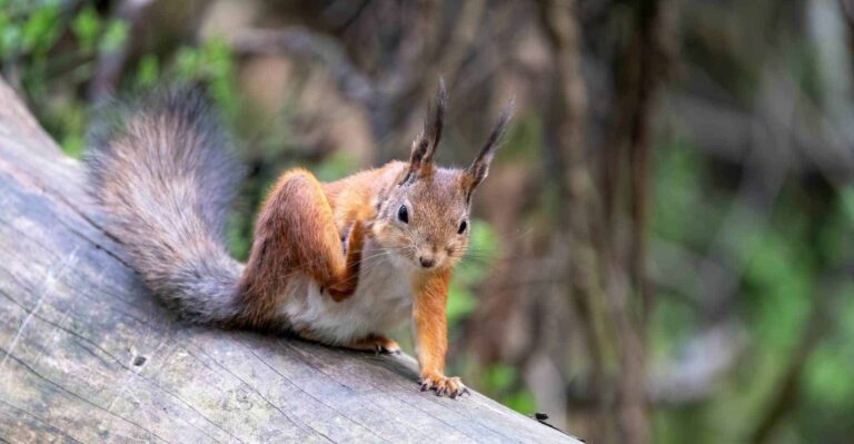 Droom over jeuk | Betekenis en uitleg