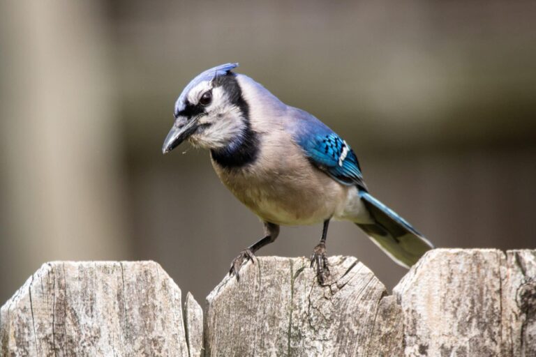 Vis despre jay | Semnificație și interpretare