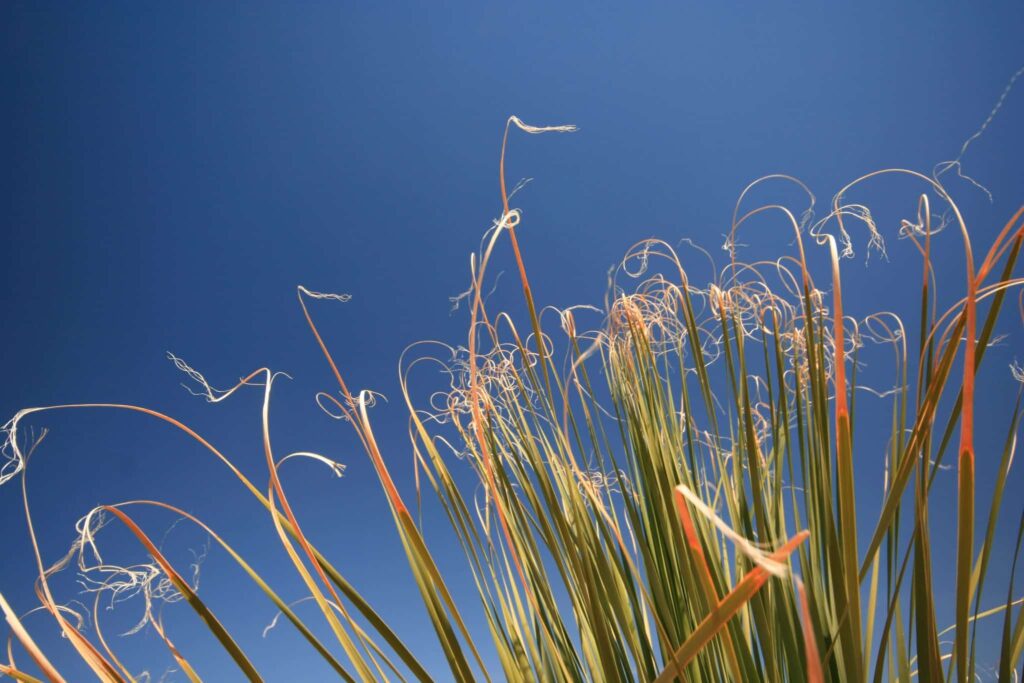 Droom over juli | Betekenis en uitleg