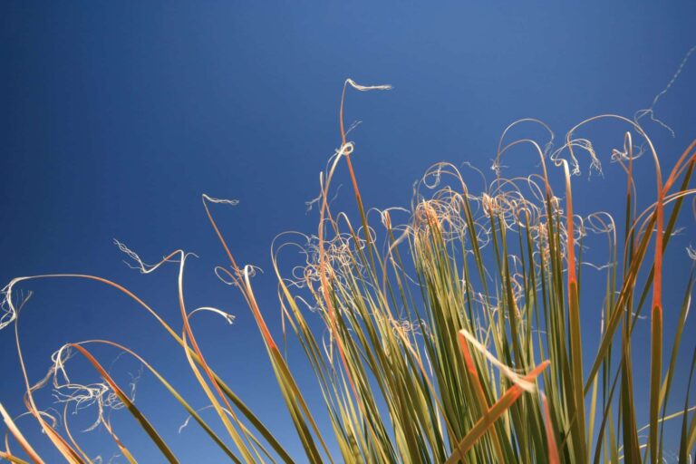 Droom over juli | Betekenis en uitleg