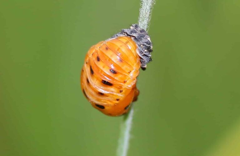 Droom over larven | Betekenis en uitleg