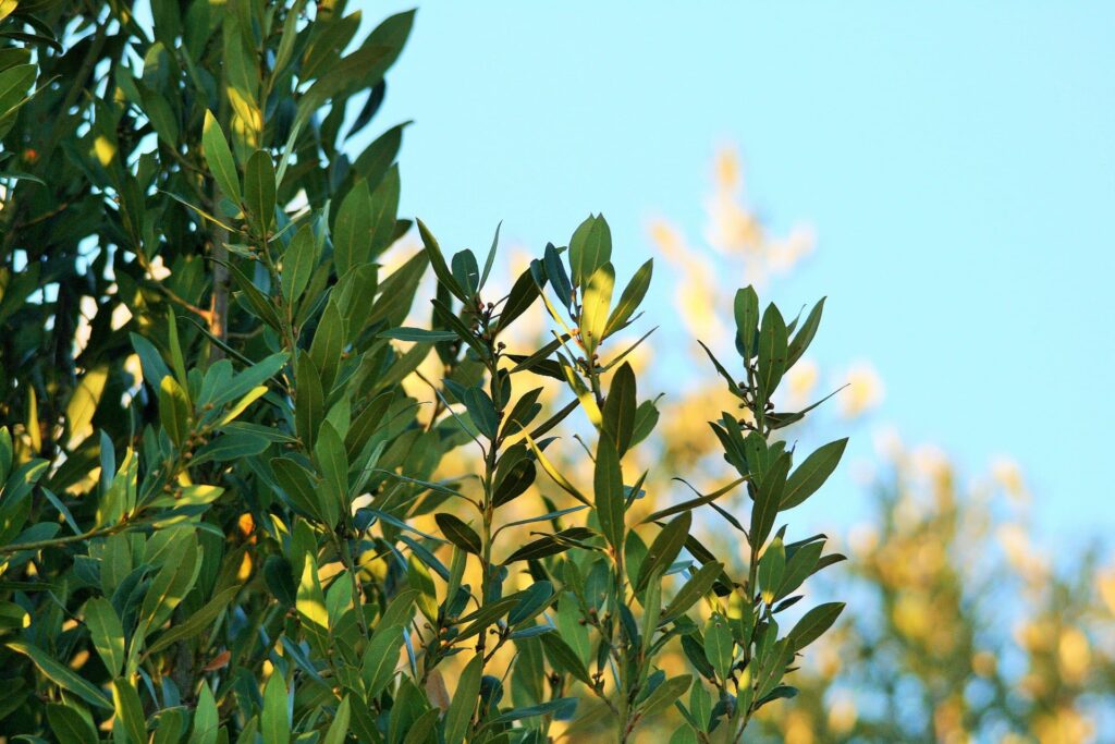 Sen o laurel | Znaczenie snu