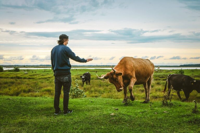 Álom kergemarhakor ról | Jelentés és értelmezés