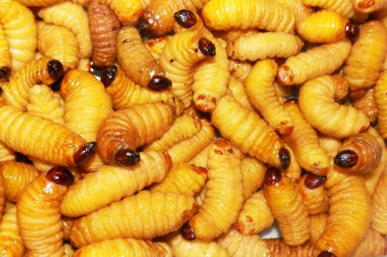 Droom over maden | Betekenis en uitleg