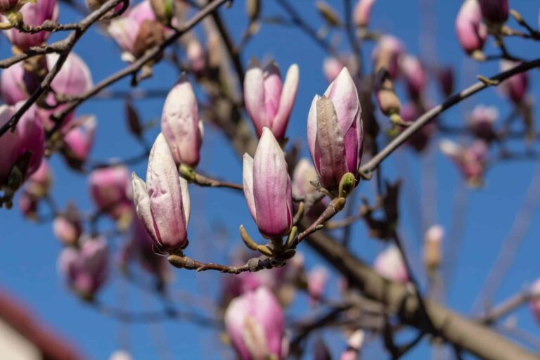 Droom over magnolia | Betekenis en uitleg