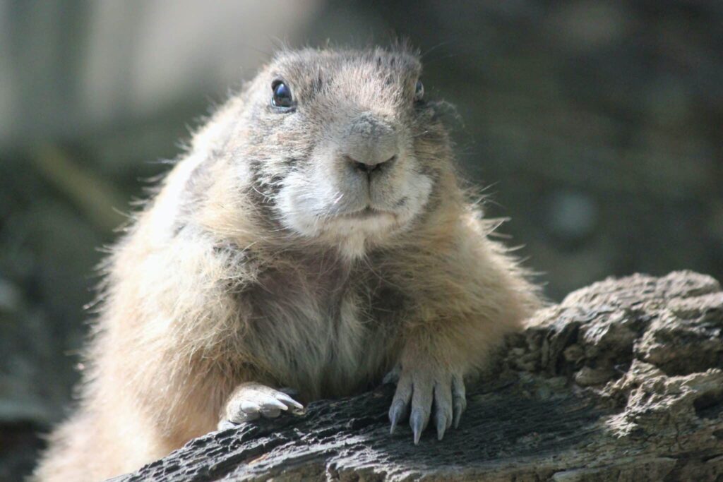 Droom over marmot | Betekenis en uitleg