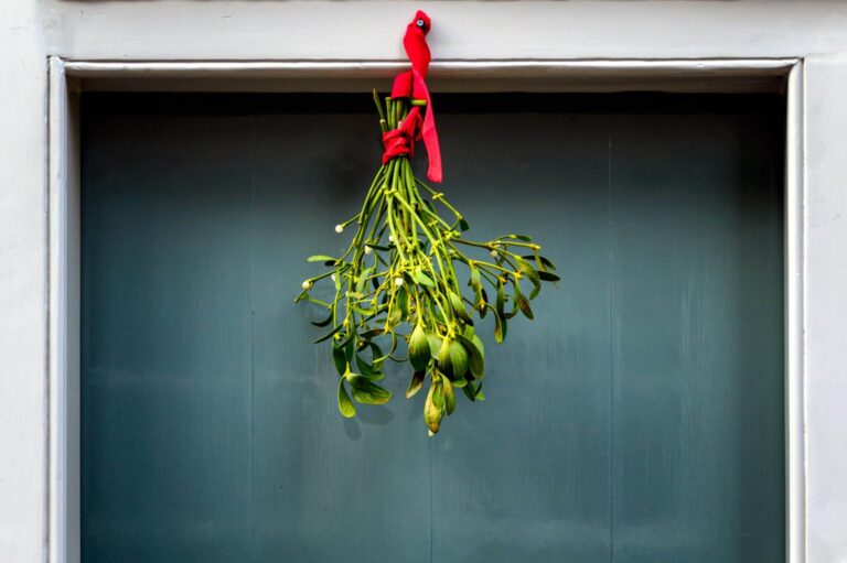 Droom over maretak of mistletoe | Betekenis en uitleg